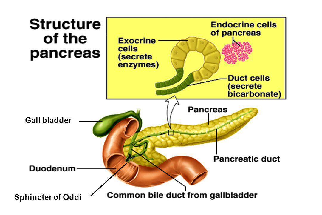 La mejor planta para el páncreas